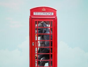 gorille dans une cabine téléphonique